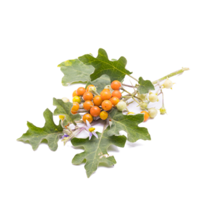 Bael Brihati (Poison Berry)