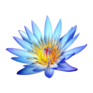 Blue Lotus