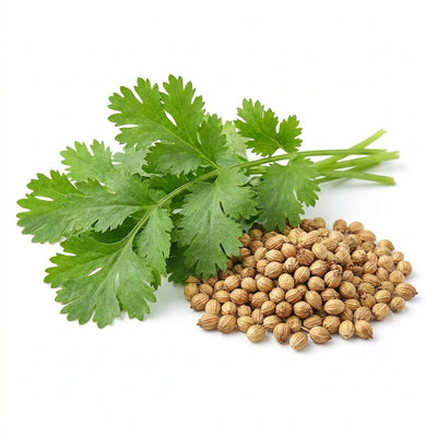 Coriander