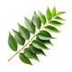 Curry Leaves
