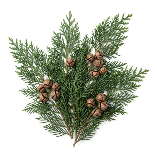 Cypress
