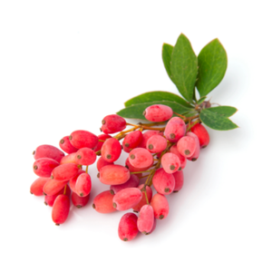 Daruhaldi (Indian Barberry)