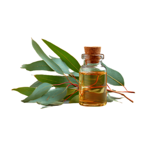 Eucalyptus