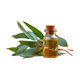 Eucalyptus Essential Oil
