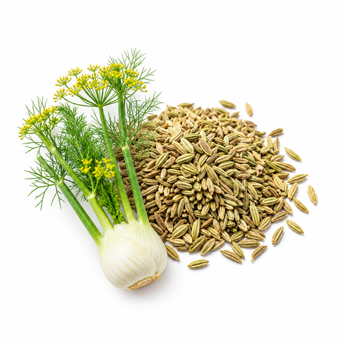Fennel
