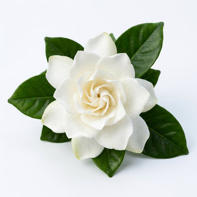 Gardenia