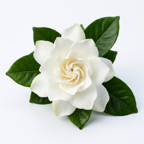 Gardenia
