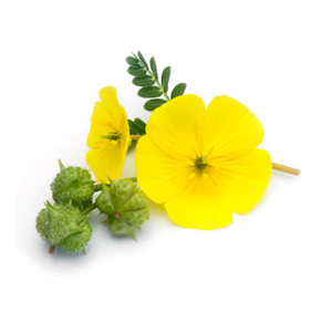 Gokshura (Puncture Vine)