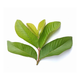 Guava Leaves