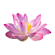 Indian Sacred Lotus