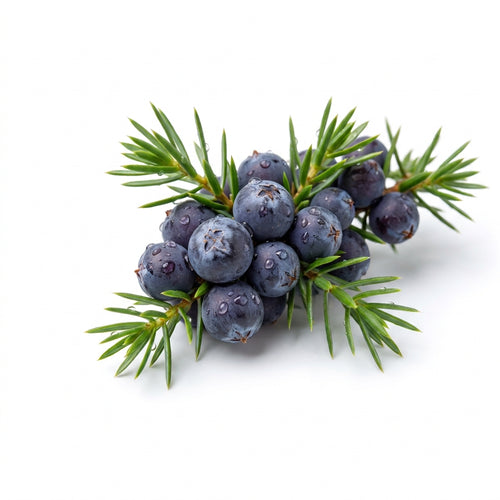 Juniper Berry