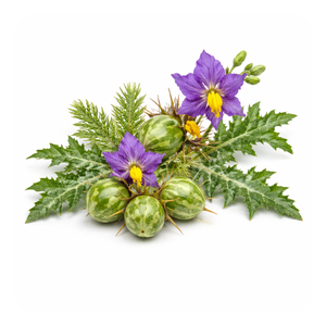 Kantakari (Wild Egg Plant)