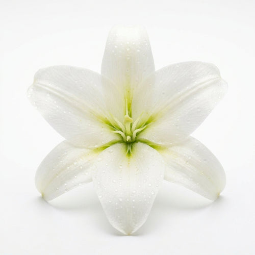 Lilly
