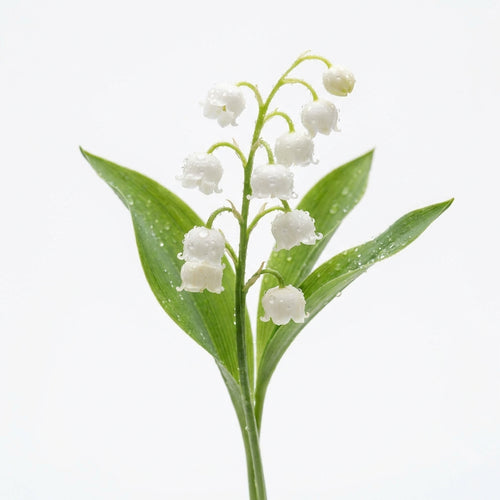 Lily of the Valley