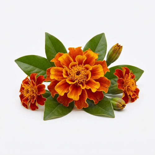 Marigold