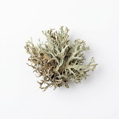 Oakmoss