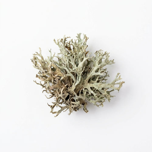 Oakmoss