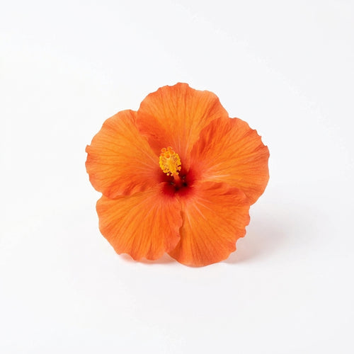 Orange Flower
