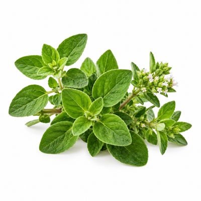 Oregano