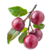 Padmaka (Himalayan Wild Cherry)