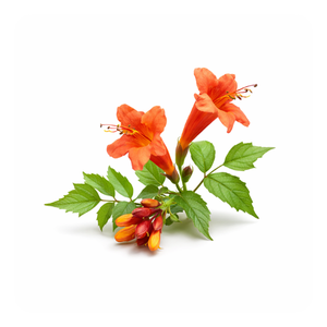 Patala (Trumpet Flower)