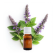 Essential Oils of Patchouli