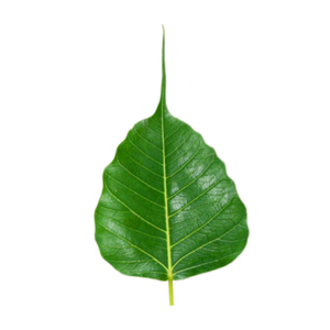 Peepul (Indian Banyan)