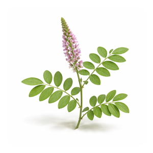 Prishniparni (Indian Uraria)