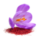Saffron Flower Leaves