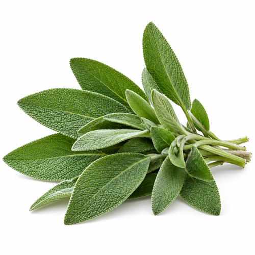 Sage
