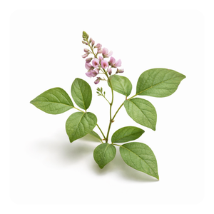 Shalaparni (Ticktrefoil)