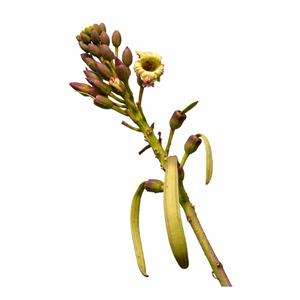 Shyonaka (Broken Bone Tree)