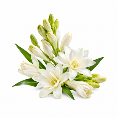Tuberose
