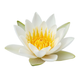 Water Lily