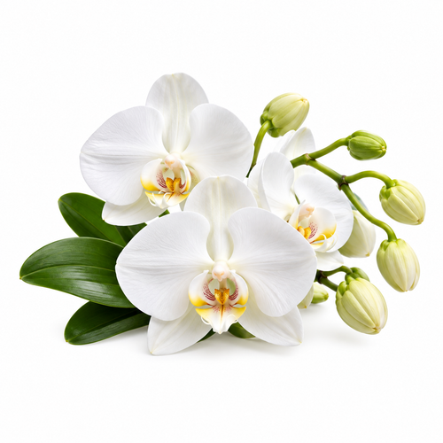 White Orchid