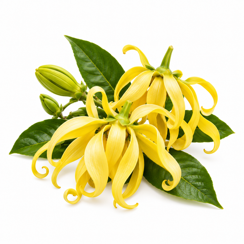 Ylang–Ylang
