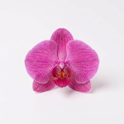 Orchid